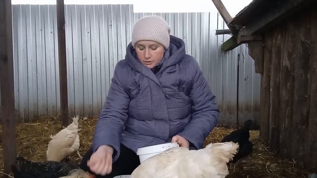Куры Доминанты - хотите узнать правду о них. смотреть онлайн