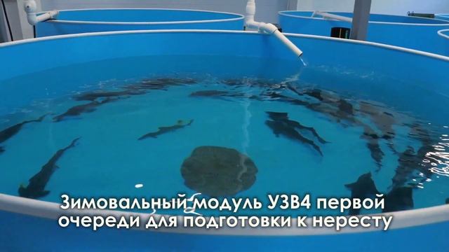 УЗВ КАК БИЗНЕС №1 | Что такое УЗВ? смотреть онлайн