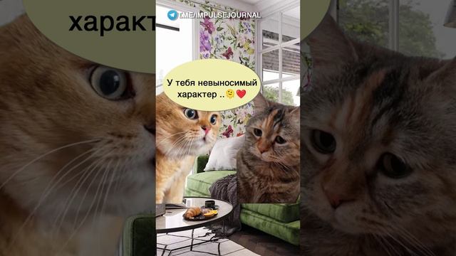 Всё понял #мыкотики #разговор #анекдот #шутки #коты #юмор #смешное #прикольно #мемы #cat смотреть онлайн