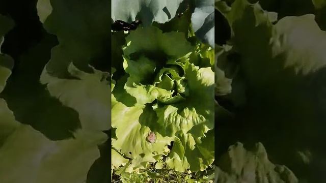 Салат ? кочанный Айсберг через рассаду ? #огород #сад #салат #дача #рассада #грядка смотреть онлайн