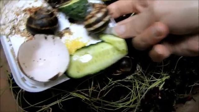 Террариум для виноградных улиток. смотреть онлайн