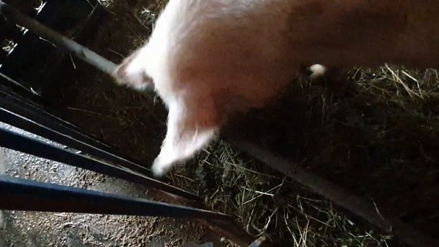 Свинья не хочет пороситься//Опорос//The pig doesn't want to pig//Farrowing// смотреть онлайн
