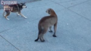 ПУМА В ДЕЛЕ! Горный лев против Собак, Медведя, Волков