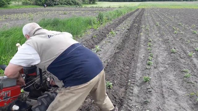 Первое окучивание картофеля мотоблоком с дисками. смотреть онлайн