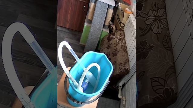 Чем занимается черепаха, пока меня нет дома.