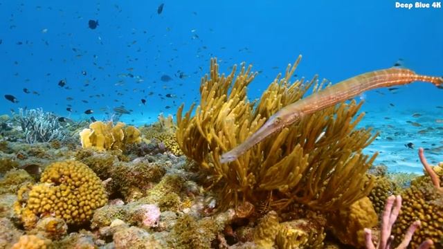 Aquarium 4K VIDEO - Explore the Wonders of the Deep with Our Beautiful Coral Reef Fish Video смотреть онлайн