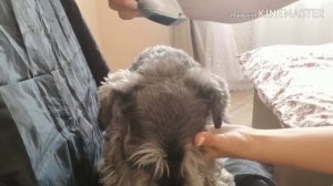 Машинка для стрижки MONELLA, обзор. Чуть не угробили маму