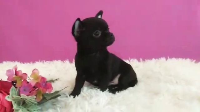 Мальчик чихуахуа, д. р. 31.10.19г.в продаже. www.dog-mini.ru смотреть онлайн