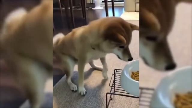 ПРИКОЛЫ 2020 КРИВОНОГИЙ ОФИЦИАНТ И ДАМА В РАКОВИНЕ