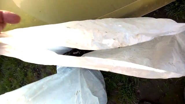 Спасаем прикопанные саженцы , запоздавшая посадка . смотреть онлайн