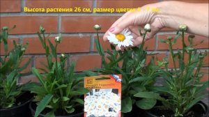 Многолетник,цветущий в первый год (Нивяник F1 Мадонна).  Часть №2