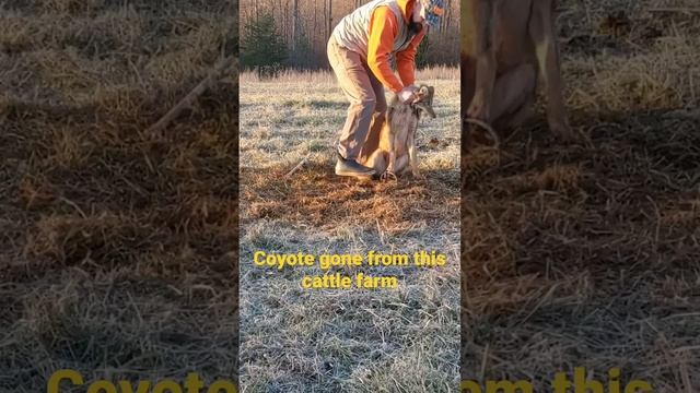 Another coyote gone off this cattle farm. #coyote #predator #fun #conservation смотреть онлайн