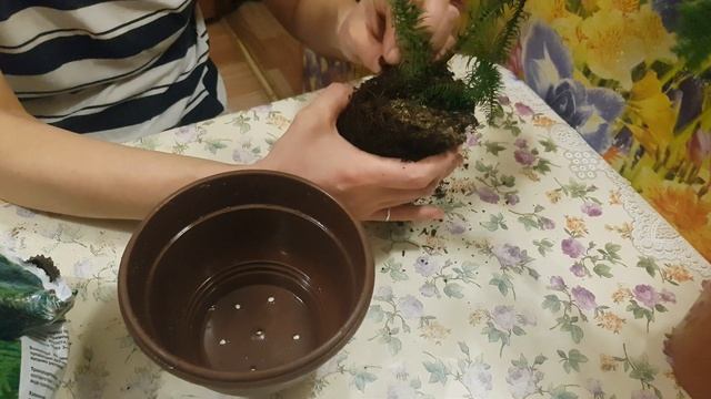 Пробуем реанимировать цветок смотреть онлайн