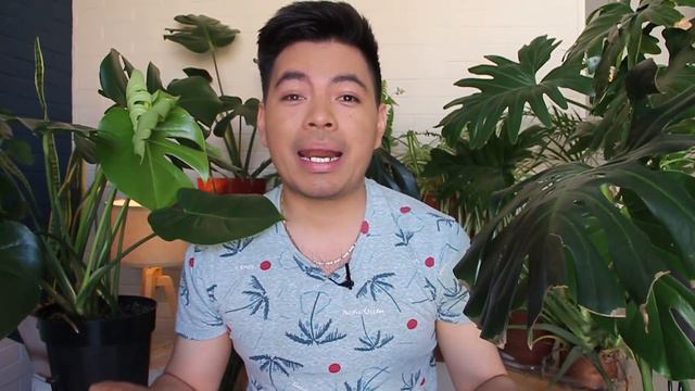 Haz Que Tu Monstera Deliciosa Tenga Más Hojas