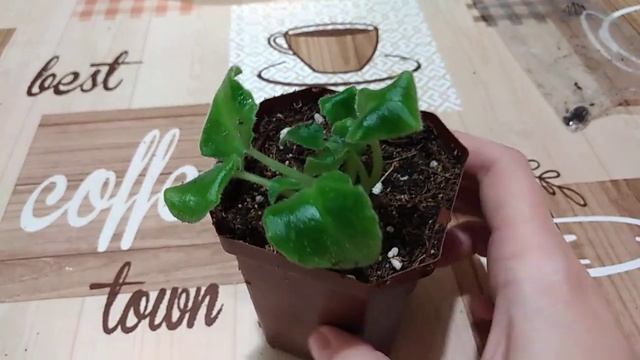 Детка фиалки ЛЕ-Зоряне Сяйво, пересадка. смотреть онлайн