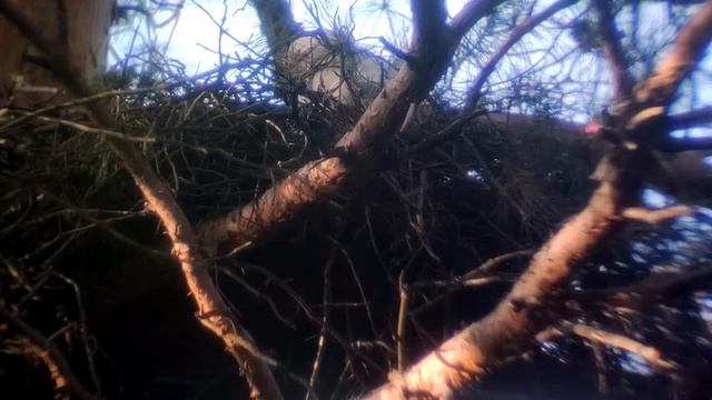 Птенец ястреба-тетеревятника в гнезде смотреть онлайн