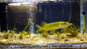 Щука в аквариуме. Кормление щуки рыбками