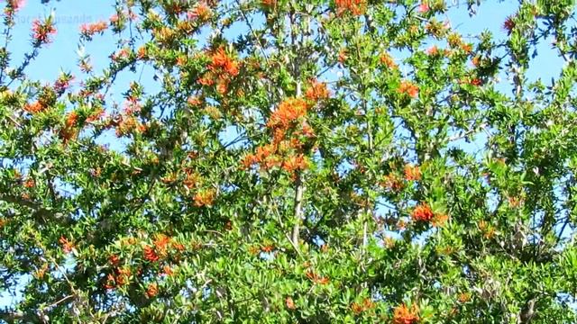 Serie Árboles Nativos de Argentina - Notro (Embothrium coccineum) - Capítulo 18 смотреть онлайн