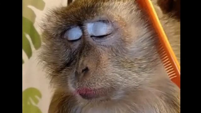 Funniest Monkey  -  Cute And Funny Monkey Videos Full HD
#funnyanimals #funny