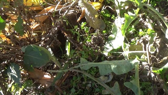 Осенняя борьба с сорняками.