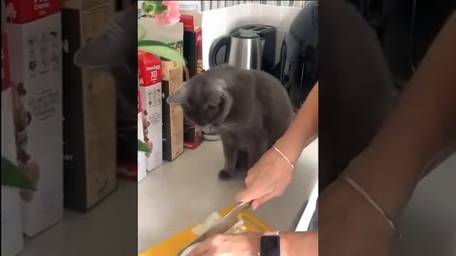 Коты тоже плачут ))