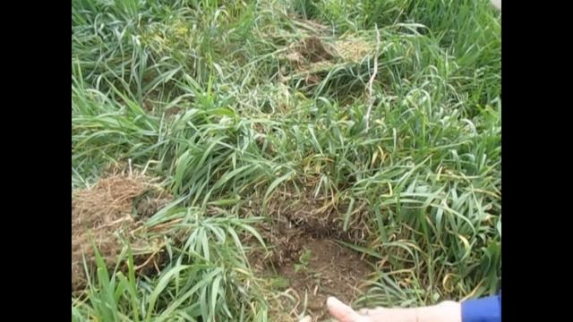 Рассаду прямо в пырей