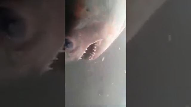 Акула в Амуре смотреть онлайн