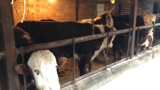 Откорм бычков. быки на продажу, аулиеколь, герфорд, ангус. кз белоголовые 29.01.2022г смотреть онлайн