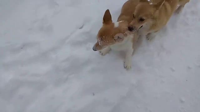 Драка рыжих тараканов смотреть онлайн