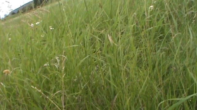 Поехали семьёй на природу.собрали ведро ягоды. смотреть онлайн