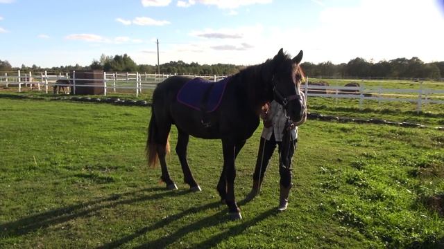 Начало работы на корде и как учить лошадь командам. Толковый Парень. смотреть онлайн