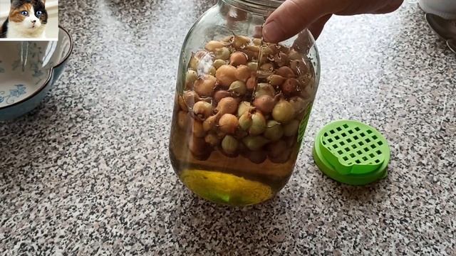 Как сажать лук Семейка весной в открытый грунт и когда смотреть онлайн