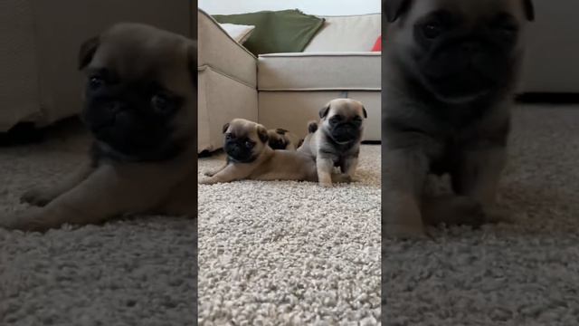 Мопсы смотреть онлайн