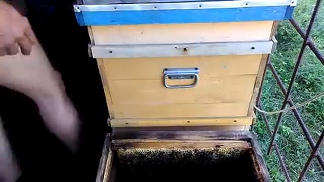 ПОЧЕМУ МАТКИ МОЛОДЫЕ ПОКУПНЫЕ ПЛОХО СЕЮТ ??? Секреты начинающим смотреть онлайн