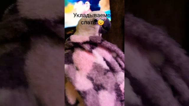 #какаду#питомцы#кексик#попугай#птицы#птицыдома#альба#попугаи смотреть онлайн