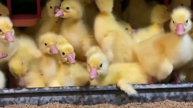 Порода Линда плюс ..Крупно Белые Гуси смотреть онлайн