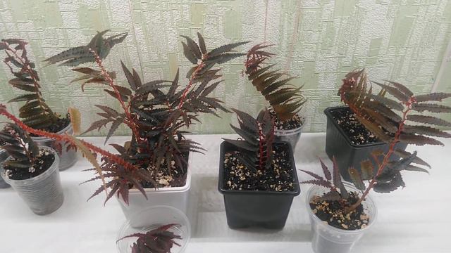 Begonia pteridiformis red form. Часть 2. смотреть онлайн