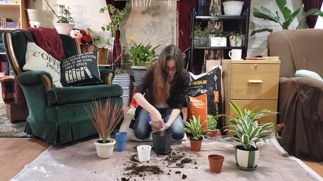 how to Repot plants | Repotting Dracaena Plant смотреть онлайн