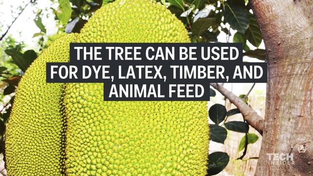 What is jackfruit? смотреть онлайн