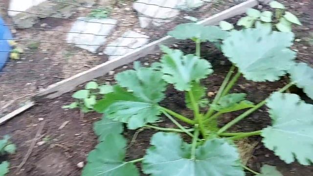 Затенение крыши / Жарим шашлык в кругу семьи. смотреть онлайн