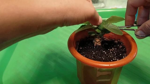 Размножение фиалки. Детки на пеньке. смотреть онлайн