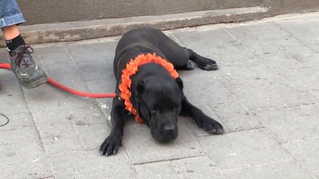 Собака и хозяин играющий на гитаре. смотреть онлайн
