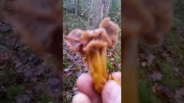 Berba jesenje lisicarke u Natur reservat Uppsala смотреть онлайн