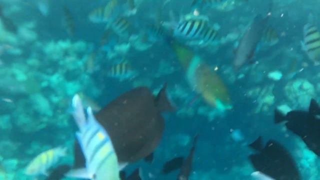 Красное море, рыбки, кораллы 2021 Faraana reef смотреть онлайн