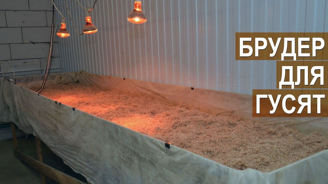Брудер для суточных гусят. Устройство брудера. Где и как содержать гусят. КФХ Павла Постевого смотреть онлайн