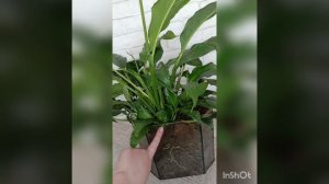 спатифиллум во мху живет и радуется