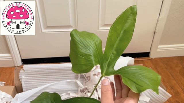 Unboxing Anthurium Crystalinum And Anthurium Draconopterum