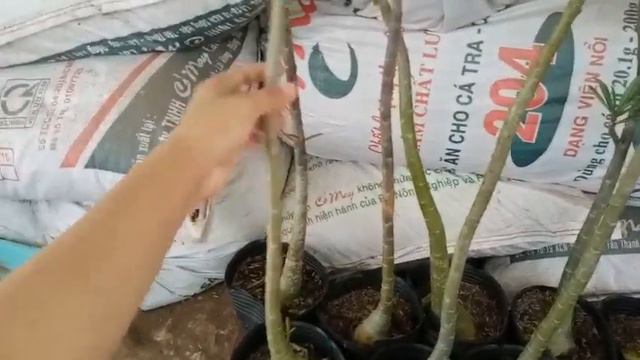 Lô 10 cây Sứ Nguyên Liệu 1 cốt Vườn Sứ Trúc Ly Zalo:0358899853 смотреть онлайн