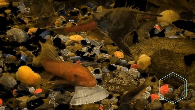 Анциструс Супер Ред или Красный анциструс смотреть онлайн