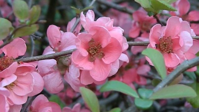 Chaenomeles superba Pink Lady смотреть онлайн